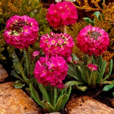 Primula denticulata red for sale  BELLSHILL