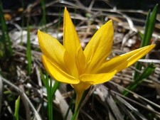 Schneekrokusse gelbe elfen gebraucht kaufen Schneekrokusse gelbe elfen gebraucht kaufen  Kaiserslautern