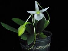 Rare angraecum leonis for sale  HALSTEAD