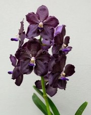 Orchid Orchidee Orquídea Papilionanda Corneels Cilliers Midnight Serenade na sprzedaż  PL