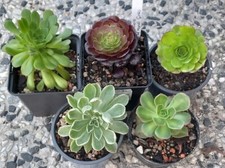 Sukkulenten 5er aeonium gebraucht kaufen  Wilhelmshaven