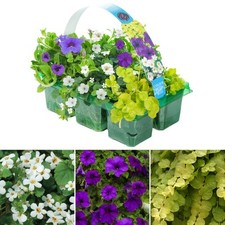 Colour splash blue for sale  UK