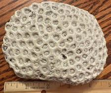brain coral 2 specimens for sale brain coral 2 specimens for sale Lincoln