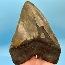 6.18 massive megalodon for sale  Springfield