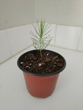 Loblolly pine tree for sale  Leland