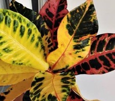 Planta Croton em vasos de 40 mm: US$ 45 por planta frete grátis, usado comprar usado  Enviando para Brazil