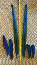Two blue gold for sale  Oxford