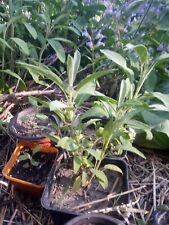 plants perennial salvia for sale  Pontiac