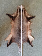 Dachsfell ausgewachsener dachs gebraucht kaufen  Hammersbach