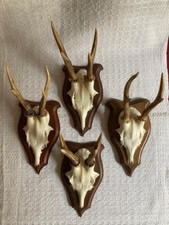 Jagd geweihe rehbock gebraucht kaufen  Düsseldorf