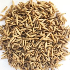 Dried calciworms 5kg for sale  CHRISTCHURCH