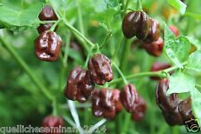 Semi habanero chocolate usato  Roma