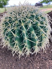 Artificial cactus plant for sale  Burbank