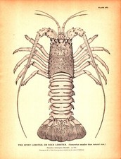 Spiny lobster rock for sale  Navarre