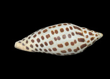 junonia for sale  Wendell