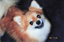 Vintage dogs dogs for sale  Port Saint Lucie