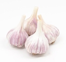 Organic garlic bulbs for sale  Orange