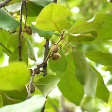 Diospyros melanoxylon seeds for sale  GODALMING