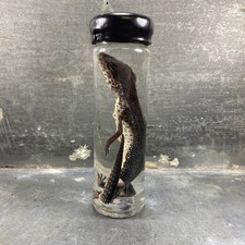 Spécimen humide gecko d'occasion Spécimen humide gecko d'occasion  Marseille II