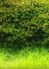 Javamoos schnellwachsende aqua gebraucht kaufen  Kaiserslautern