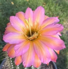 Rare echinopsis hybrid for sale  Menifee