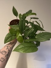 Cebu blue pothos for sale  KINGSWINFORD