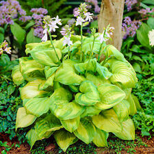 Hosta guacamole plantain for sale  UK