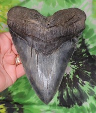 huge megalodon tooth for sale huge megalodon tooth for sale Bloomsburg