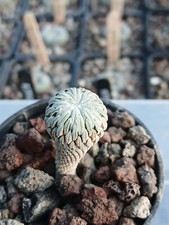 Pelecyphora aselliformis seed for sale  BRISTOL