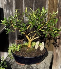 Year old olive for sale  Brentwood