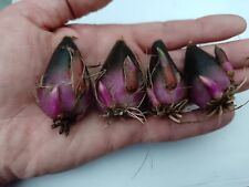 Grow massive pleione for sale  LISBURN