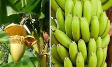 Basjoo banana tree for sale  Mobile