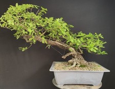 bonsai quercia usato bonsai quercia usato San Pancrazio Salentino