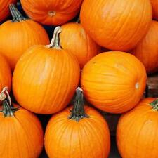 Pumpkin jack lantern for sale  UK