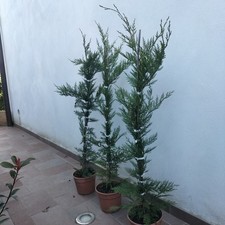 Piante cipresso leylandii usato  Merate