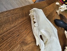 Red fox skull for sale  BLYTH