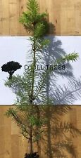 Douglas fir tree for sale  INVERURIE