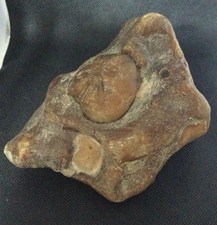 Préhistoire tête ours d'occasion  Sarlat-la-Canéda