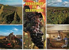 Vignes vendanges champagne d'occasion  Fruges