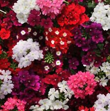 Verbena quarts mix for sale  STOCKPORT