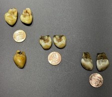 Elks ivory teeth for sale  Rockford