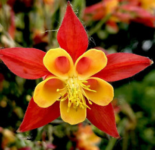 Tequila sunrise columbine for sale  FERRYHILL