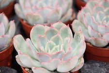 Echeveria hercules gebraucht kaufen  Heroldsberg