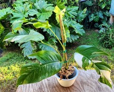 Epipremnum pinnatum albo for sale  Hollywood