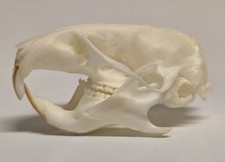 Hamsterschädel tierschädel s gebraucht kaufen  Lindlar