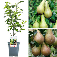 Duo pear patio for sale  UK