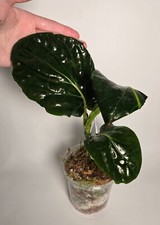 Piper magnificum giant for sale  ANDOVER