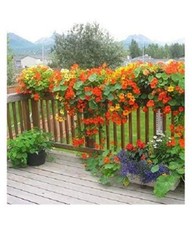 Nasturtium jewel mixed for sale  GRIMSBY