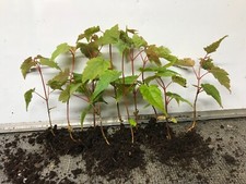 Snake bark maples for sale  NOTTINGHAM