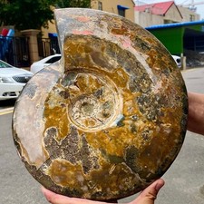 Raro esemplare fossile usato Raro esemplare fossile usato  Spedire a Italy